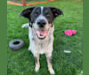 Ridge, a Border Collie and Australian Cattle Dog mix tested with EmbarkVet.com