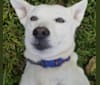 Midget, a Miniature Schnauzer and Chow Chow mix tested with EmbarkVet.com