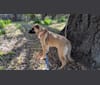 Ren, a German Shepherd Dog and Boxer mix tested with EmbarkVet.com