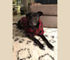 Loki, an Australian Shepherd and American Pit Bull Terrier mix tested with EmbarkVet.com