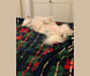Photo of Romeo, an American Eskimo Dog  in Delaware, USA