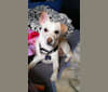 Mambo, a Chihuahua and Miniature Schnauzer mix tested with EmbarkVet.com