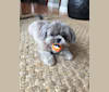 Lulu, a Shih Tzu and Yorkshire Terrier mix tested with EmbarkVet.com