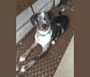 Colton, a Labrador Retriever and Beagle mix tested with EmbarkVet.com
