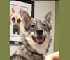 Rayne, an Alaskan-type Husky and German Shepherd Dog mix tested with EmbarkVet.com