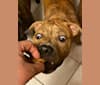 Hank, an American Pit Bull Terrier and American Bulldog mix tested with EmbarkVet.com