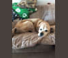 KoKo, a Boxer and Labrador Retriever mix tested with EmbarkVet.com