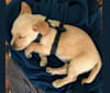 Riley, a Labrador Retriever and Lhasa Apso mix tested with EmbarkVet.com