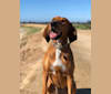 Iris, a Black and Tan Coonhound and Bluetick Coonhound mix tested with EmbarkVet.com