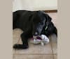 Toby, a Labrador Retriever and German Shepherd Dog mix tested with EmbarkVet.com