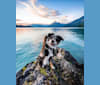 Marin, a Border Collie and Australian Cattle Dog mix tested with EmbarkVet.com