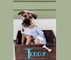 Teddy, an American Pit Bull Terrier and Labrador Retriever mix tested with EmbarkVet.com