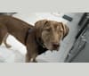 Cardi, a Bluetick Coonhound and Catahoula Leopard Dog mix tested with EmbarkVet.com