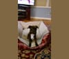 Jetta, a Miniature Pinscher and Boston Terrier mix tested with EmbarkVet.com