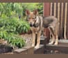 Ashana, a Siberian Husky and German Shepherd Dog mix tested with EmbarkVet.com