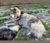 Selecian, a Siberian Husky tested with EmbarkVet.com