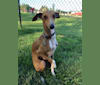 Photo of Winston, an Italian Greyhound  in Clemson, South Carolina, USA