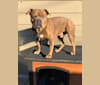 Kobe, an Olde English Bulldogge and American Bulldog mix tested with EmbarkVet.com