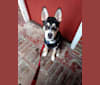Escobar, a Siberian Husky and Chihuahua mix tested with EmbarkVet.com