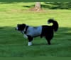Bandit, an Australian Shepherd and Rat Terrier mix tested with EmbarkVet.com