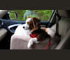 Hamilton, a Rat Terrier and Lhasa Apso mix tested with EmbarkVet.com
