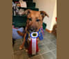 Duke, a Labrador Retriever and Cardigan Welsh Corgi mix tested with EmbarkVet.com