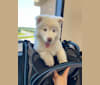 Aspen of Freedom Huskies, a Siberian Husky tested with EmbarkVet.com