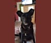 Photo of Moxie, a Staffordshire Terrier, Australian Cattle Dog, Chinese Shar-Pei, German Shepherd Dog, Border Collie, and Dalmatian mix in Fresno, California, USA