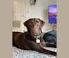 Winnie, a Labrador Retriever tested with EmbarkVet.com