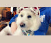 Winston, a Poodle (Small) tested with EmbarkVet.com
