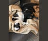 Amelia, a Treeing Walker Coonhound and Labrador Retriever mix tested with EmbarkVet.com