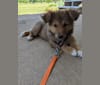 Photo of Tamaki, a German Shepherd Dog, American Pit Bull Terrier, and Mixed mix in Kentucky, USA