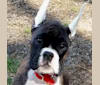 Photo of Bodie, a Boxer  in Neptune, NJ, USA