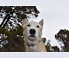 Roco, an Alaskan-type Husky tested with EmbarkVet.com