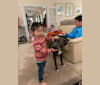 Sasha, an American Pit Bull Terrier and American Staffordshire Terrier mix tested with EmbarkVet.com