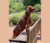 Photo of SHADOWMERE'S CELTIC WITHOUT A DOUBT, an Irish Setter  in Tobaccoville, North Carolina, USA