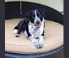 George, a Dalmatian and German Shepherd Dog mix tested with EmbarkVet.com