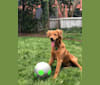 Photo of Bella, a Rottweiler, Boxer, Labrador Retriever, and American Foxhound mix in Virginia, USA