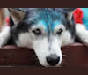 Nadia Rose, a Siberian Husky tested with EmbarkVet.com