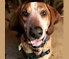 Stonewall, an American English Coonhound tested with EmbarkVet.com