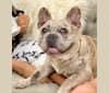 Photo of George, a French Bulldog  in Huntsville, AR, USA