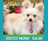 Sofia, a Pomeranian tested with EmbarkVet.com