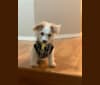 Photo of Blizzard, a Poodle (Small) and Mixed mix in Gilbert, Arizona, USA