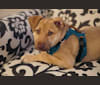 Bielski, an American Pit Bull Terrier and Labrador Retriever mix tested with EmbarkVet.com