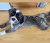 Tashi, a Tibetan Terrier tested with EmbarkVet.com