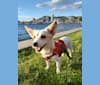 Sue, a Japanese or Korean Village Dog tested with EmbarkVet.com