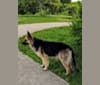 Riley, a German Shepherd Dog tested with EmbarkVet.com
