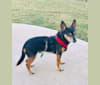 Tanka, a Chihuahua and Miniature Pinscher mix tested with EmbarkVet.com