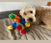 Carl, a Soft Coated Wheaten Terrier tested with EmbarkVet.com