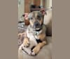 Photo of Bodhi, an American Pit Bull Terrier, American Bulldog, German Shepherd Dog, and American Staffordshire Terrier mix in Sacramento, California, USA
